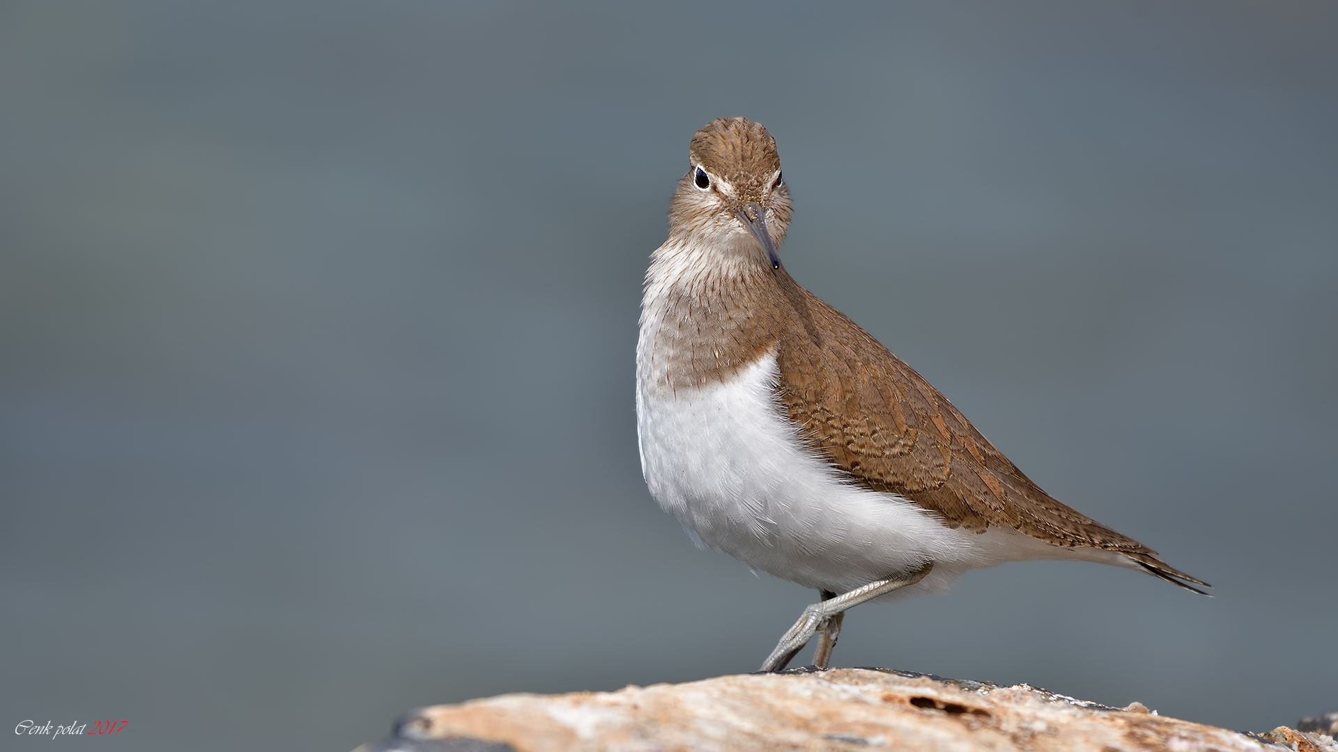 Common Sandpiper